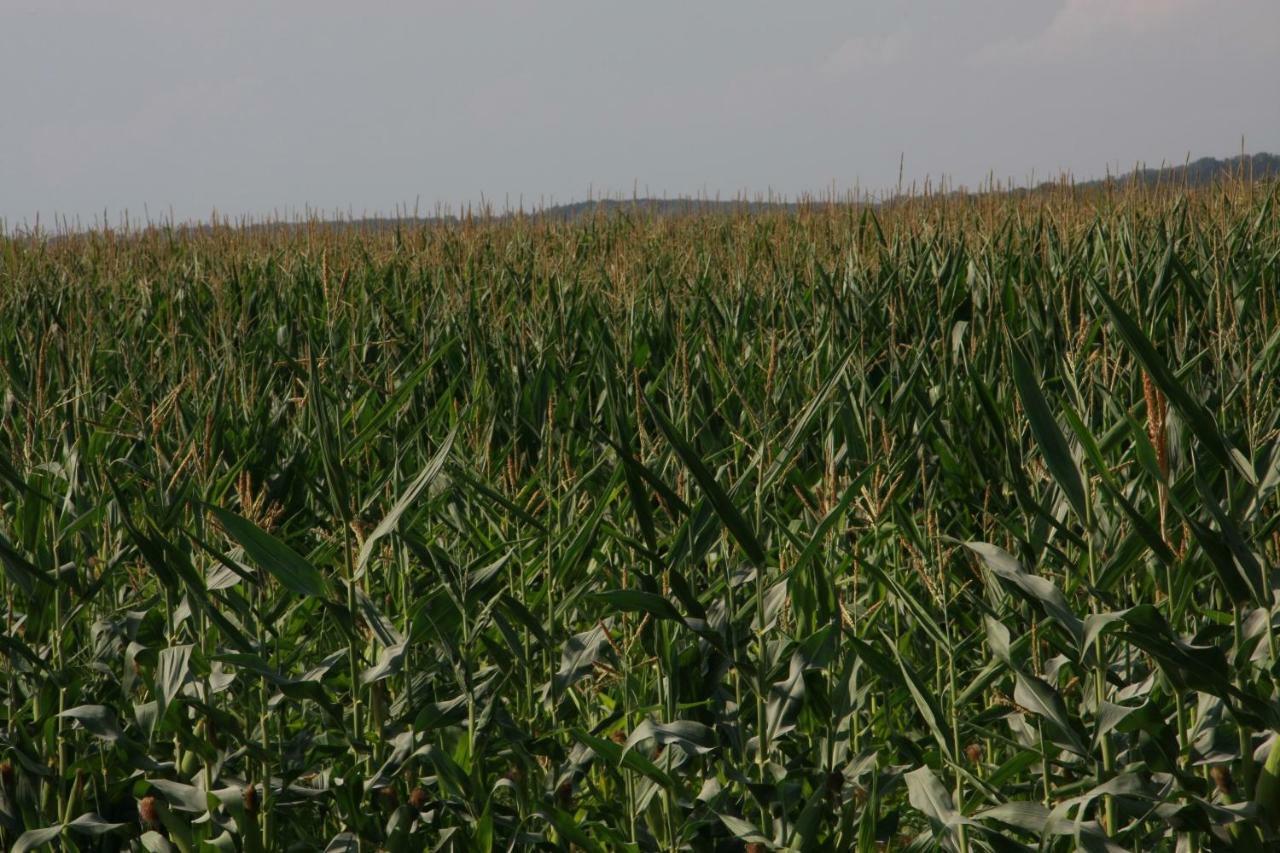 Il Silos Maccarese Zewnętrze zdjęcie