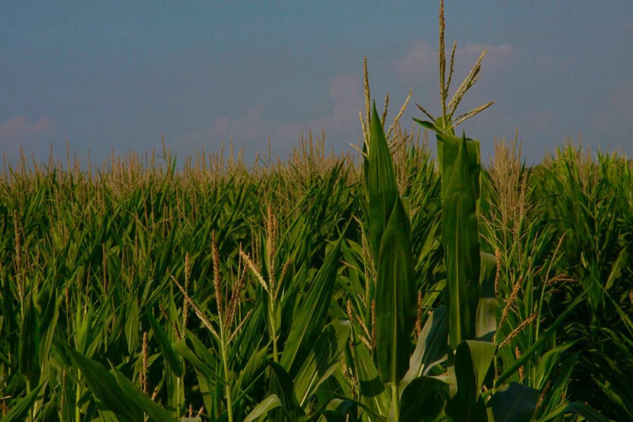 Il Silos Maccarese Zewnętrze zdjęcie